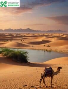 مكتب ترجمة في حي الجامعة جدة 1